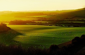 Fields with grazing sheep and woodland at sun rise