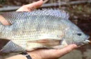 Genetically improved tilapia.