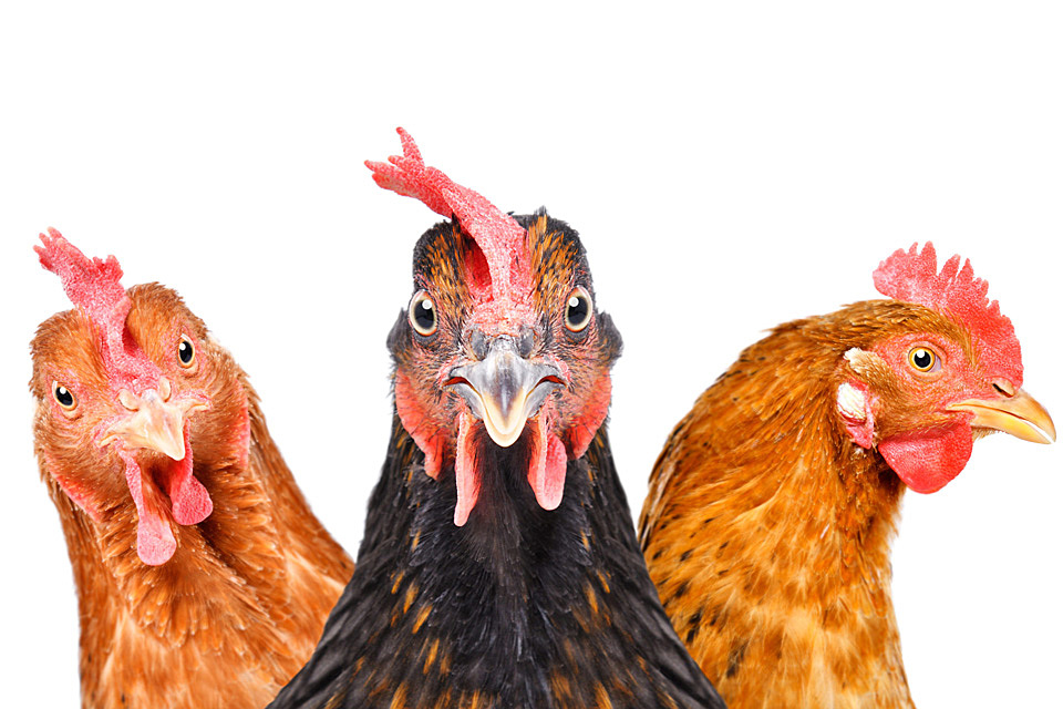 Backyard chickens are giving Tennesseans salmonella, CDC says