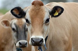 Two beige coloured cows, with one in focus in the foreground and one in the background