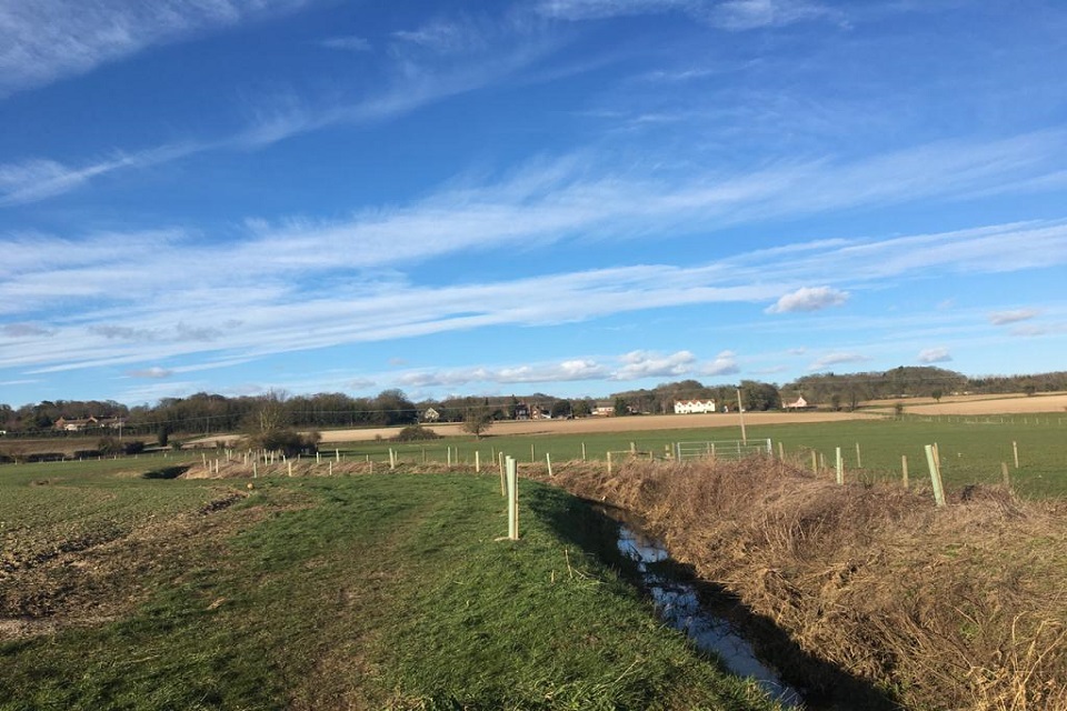 The trees planted along the River Gipping in Little Blakenham.