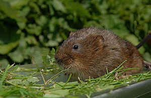 Water vole