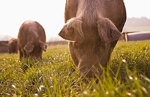 Two pigs are eating grass in a field