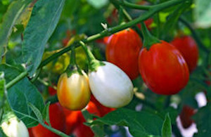 African eggplant.