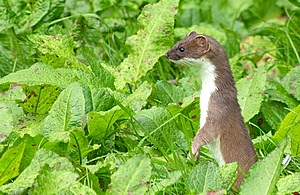 A stoat in a field (Credit: Getty Images)