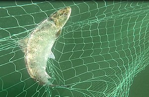 Acsea trout inside one of the piloted nets