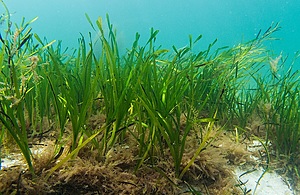 Seagrass