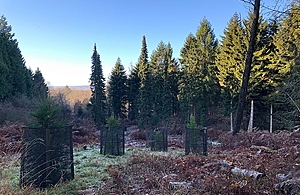 Image of trees in protected guards with blue sky and large strees in background.