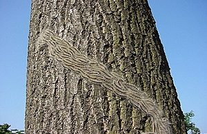 A procession of the oak processionary moth caterpillars are seen in a group crawling down an oak tree