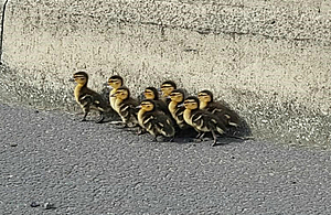 Image showing the brood of ducklings rescued by Highways England traffic officers