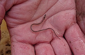 A picture of a juvenile eel.