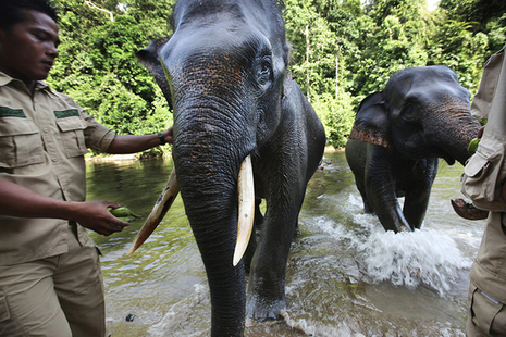 Forest rangers helping elephants in Indonesia