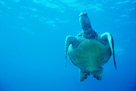 Turtle under water