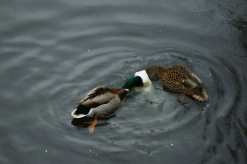 Don't throw plastic or other items at Matlock raft racers
