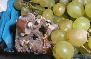 Image of rotten grapes