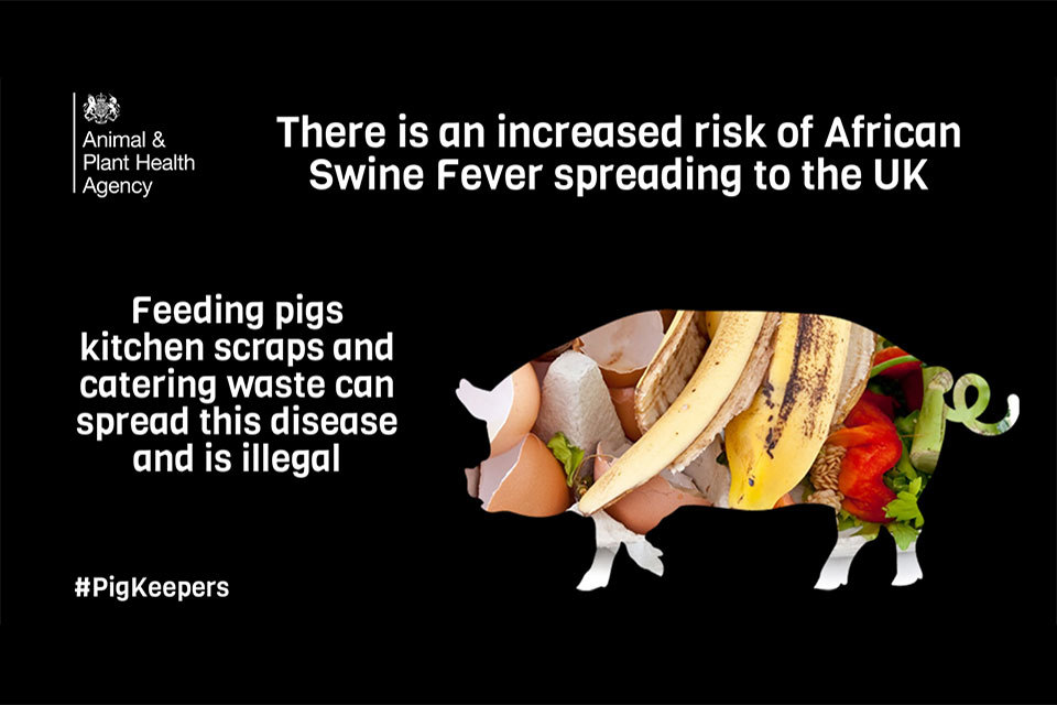 Pig keepers warned not to feed kitchen scraps to pigs due to African swine fever risk