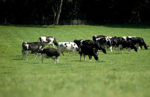 Cows in a field.