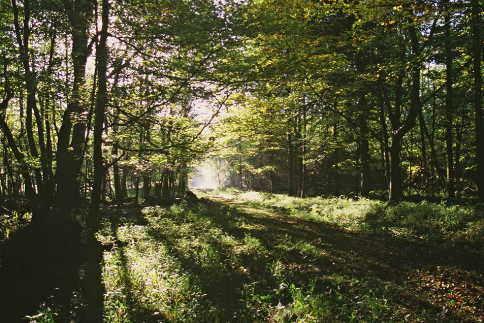 Countryside Stewardship Woodland Creation Grant opens for applications