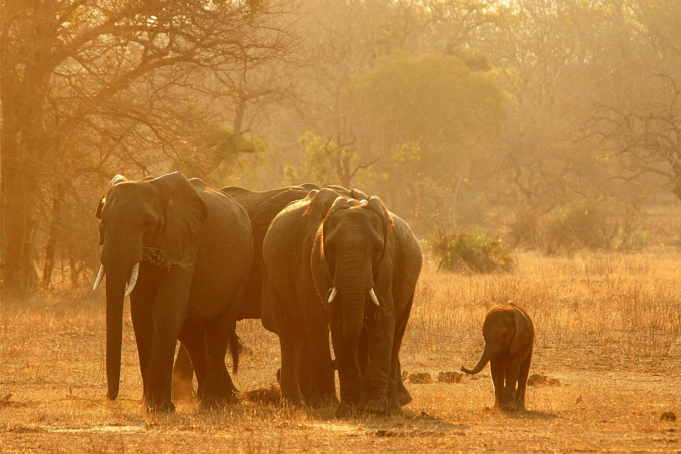 Global momentum to the ivory trade: article by Boris Johnson