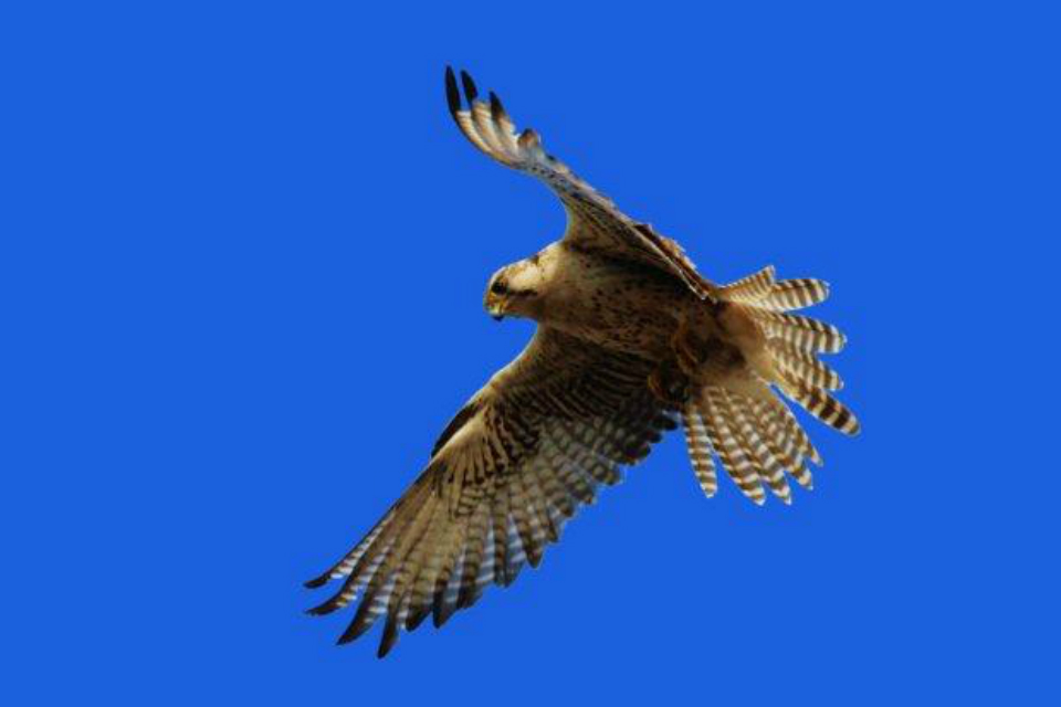 Falcon from Mongolia