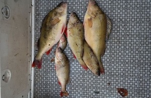 Picture showing dead fish