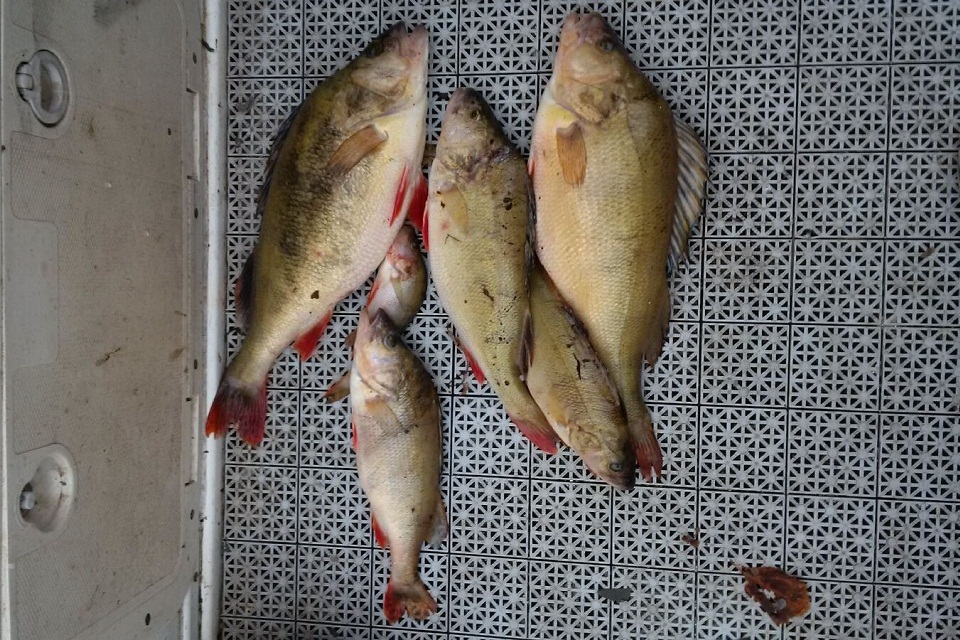 Appeal for information following illegal fishing in London