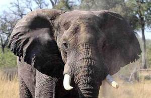 Illegal Wildlife Trade Challenge Fund open for bids