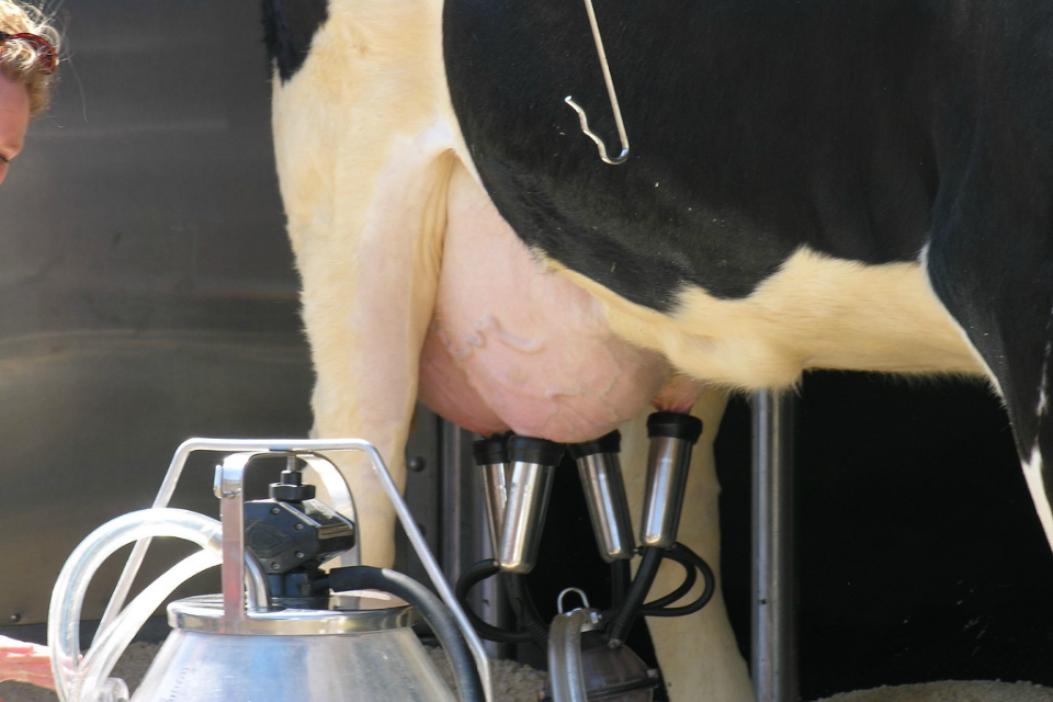 Government delivers confidence boost for dairy farmers