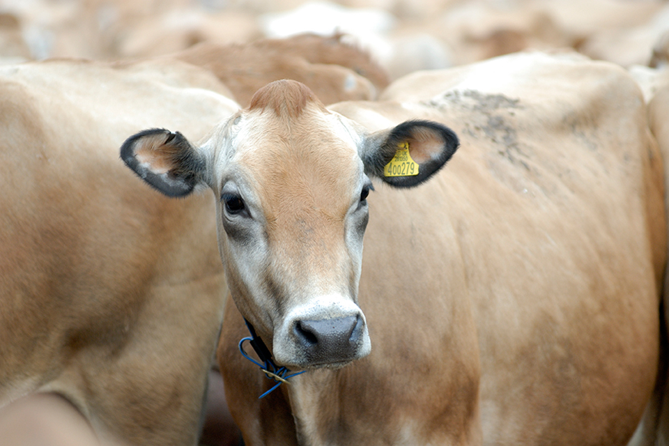West Country cheese tickles European tastebuds (Archived)
