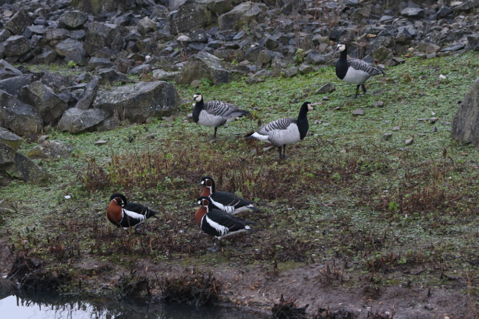 [Withdrawn] Avian flu found in wild birds in Dorset - GOV.UK