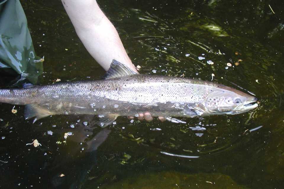 River Wear salmon rod catch beats all records