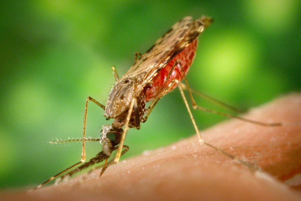An innovative approach to developing malaria vaccine