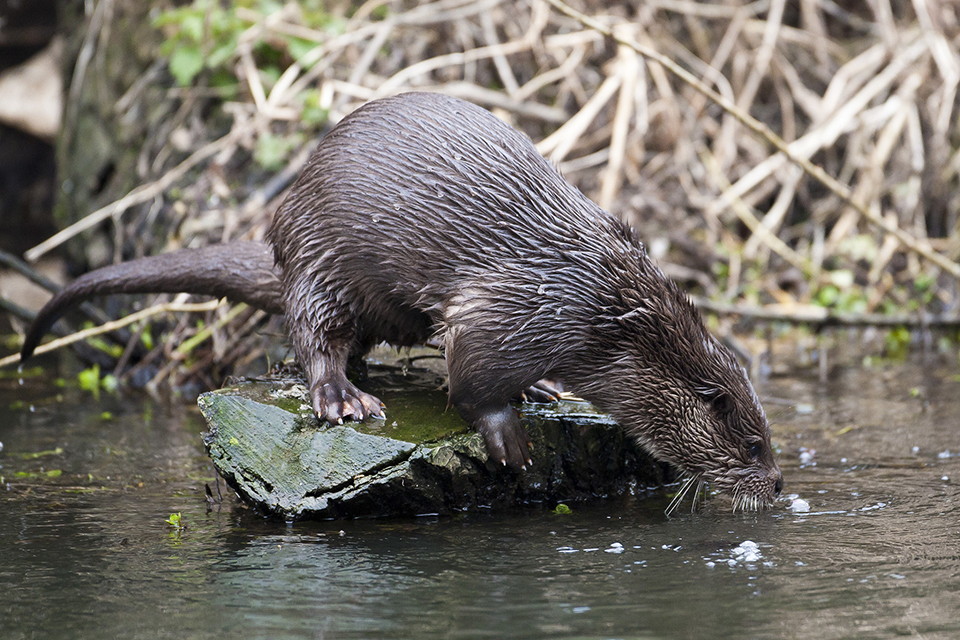 New otter class licence issued