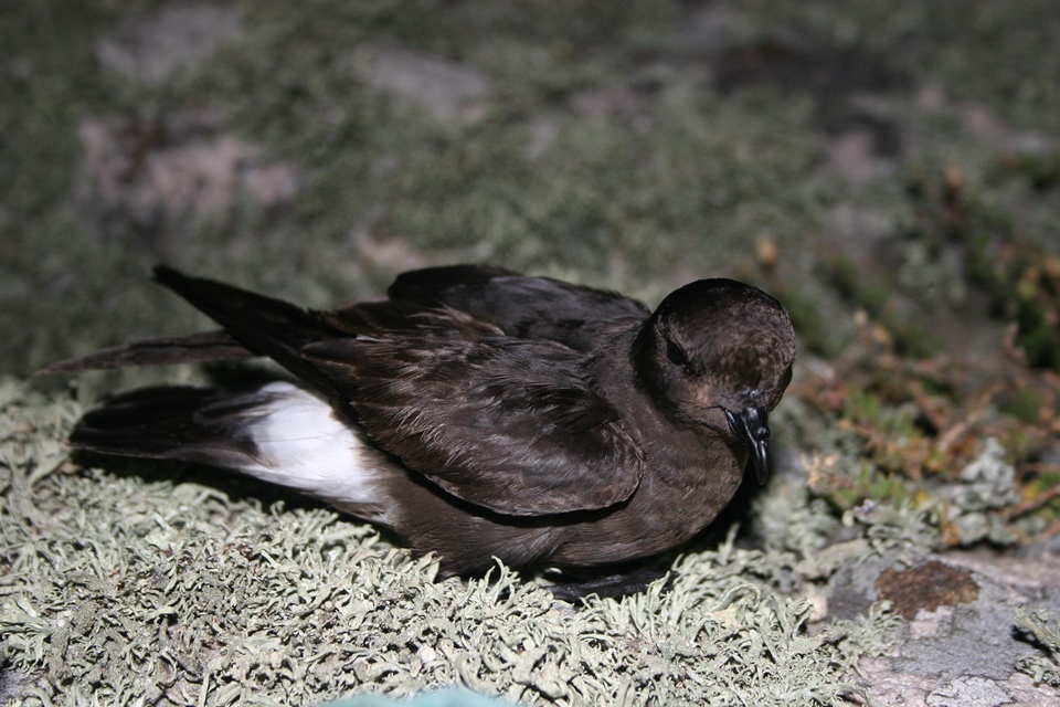 Rare seabird makes a comeback in West Country