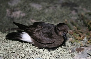 Storm petrel