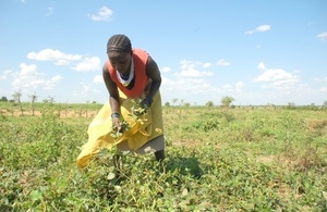 IPP project in Uganda
