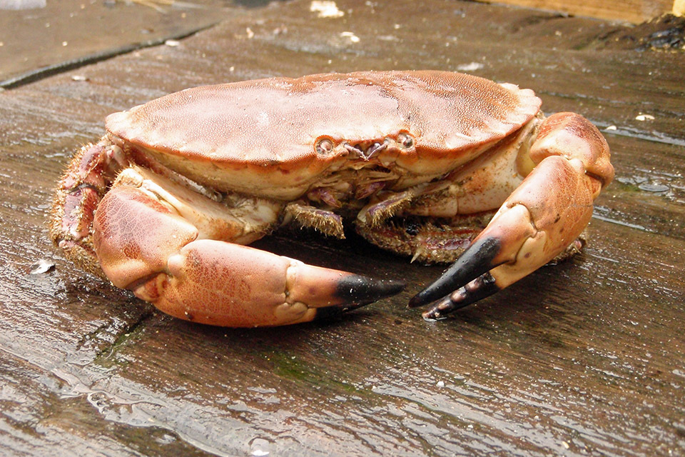 Western Waters crab effort management notification