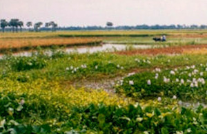 The Goakhola-Beel floodplains