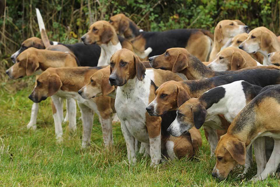 Amendments to Hunting Act proposed