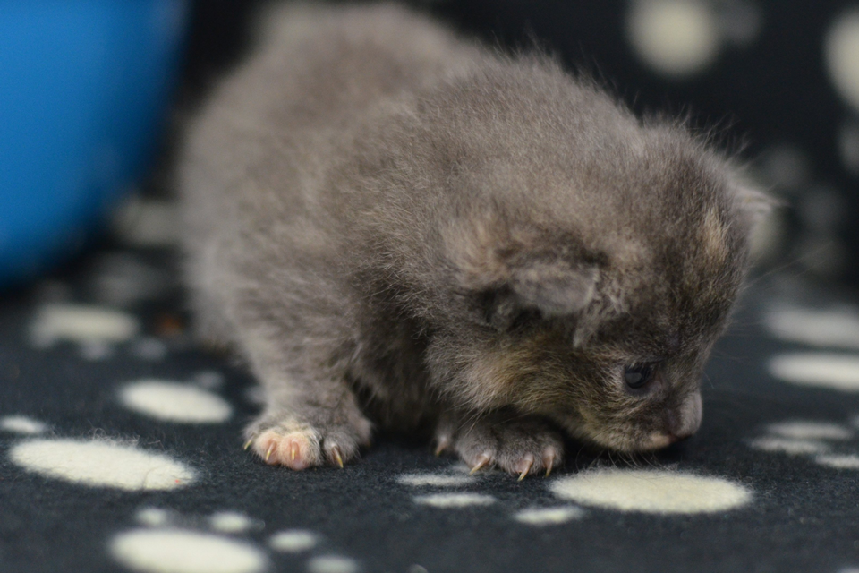 Lodge at Battersea Dogs and Cats Home receives listed status
