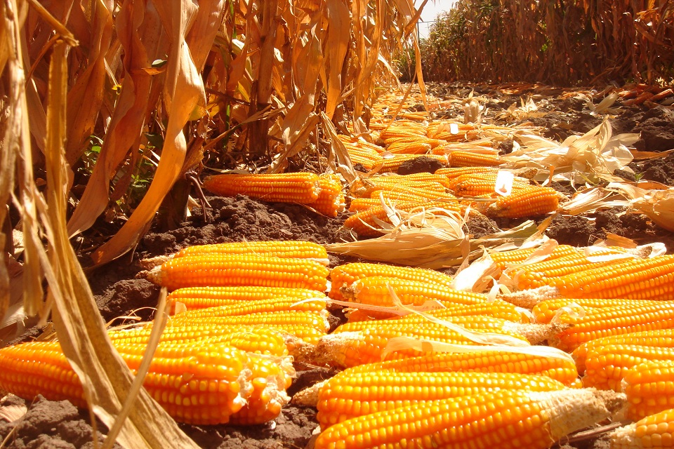 Ears of orange maize, enriched with beta-carotene, at the Zambia Agriculture Research Institute (ZARI). Picture: CIMMYT