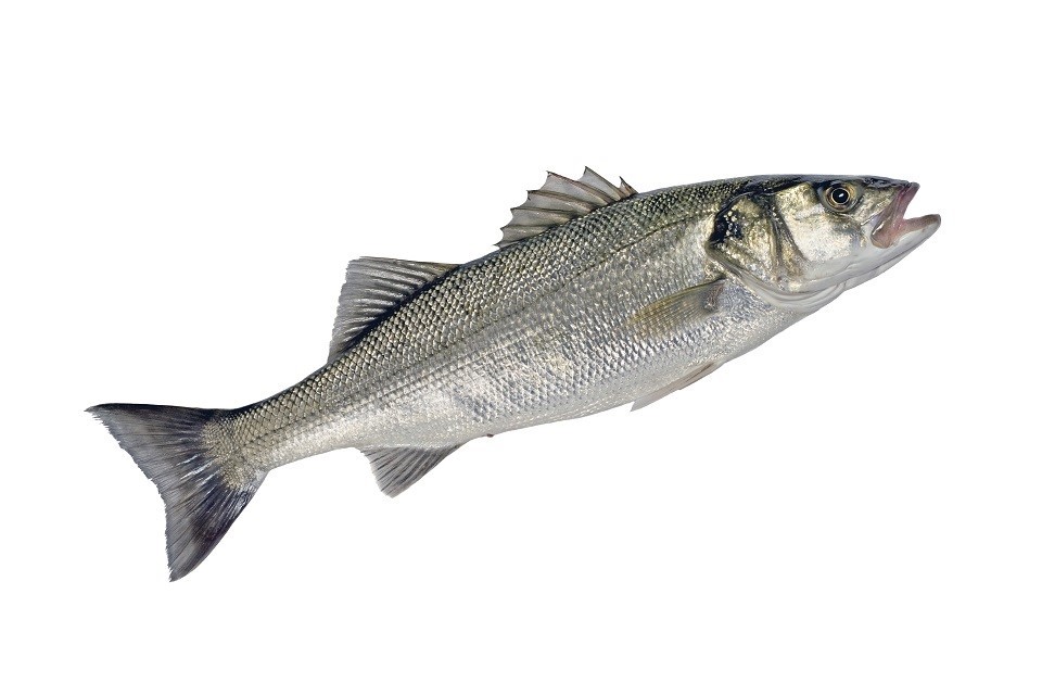 Clarification on fishing restrictions for Bass in 2016