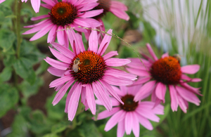 bee and pink flowers