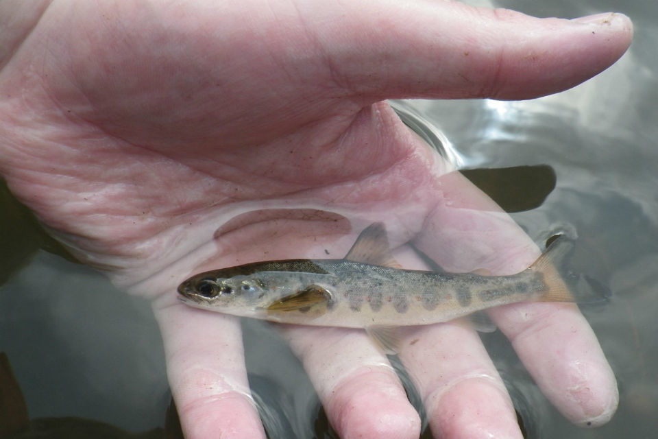 Salmon in Derbyshire river a first since Industrial Revolution