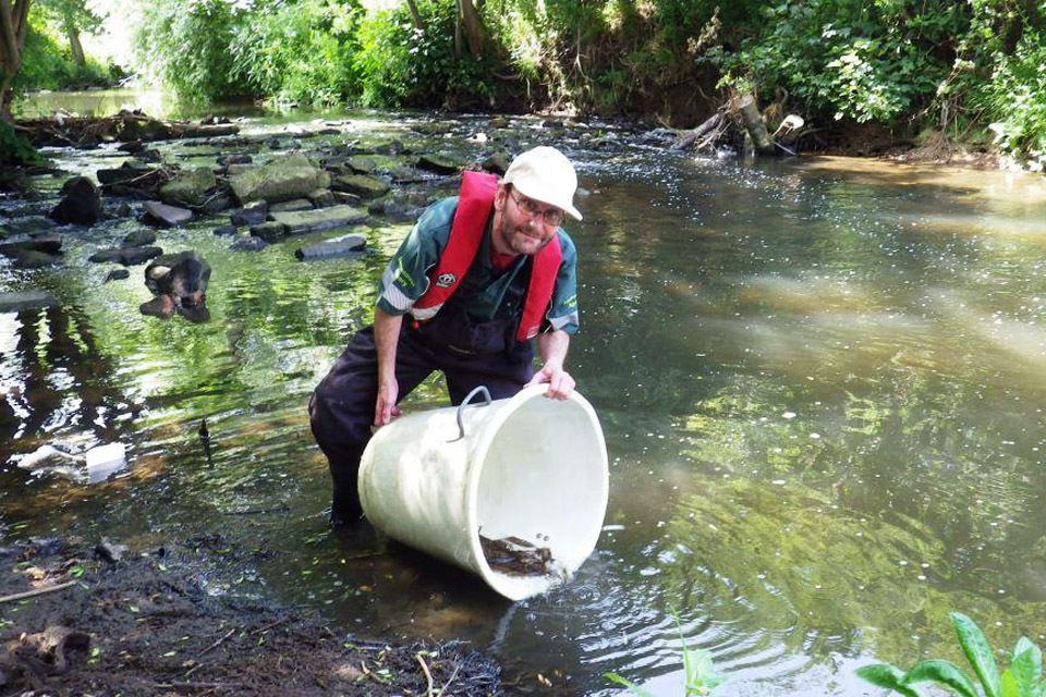 Environment Agency releases 67,000 fish in Yorkshire rivers