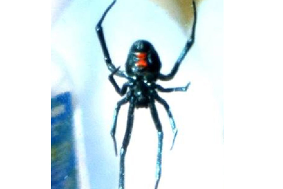 The Black Widow spider was about 22mm in diameter and had a red hour-glass patch on its belly 