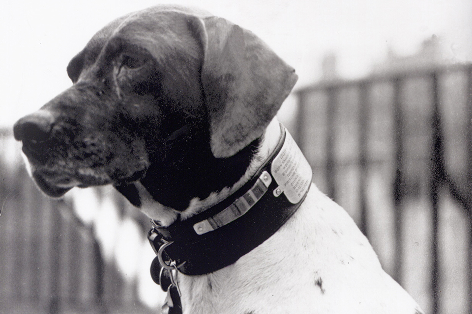 Judy: The Dog who became a prisoner of war