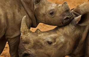 Image of a White Rhino calf, mother and juvenile male in holding pens at Hluhluwe-iMfolozi Park, South Africa, November 6 2010. This park is famous for its translocation programs which saved the Southern White Rhino from extinction. WWF is involved in fun