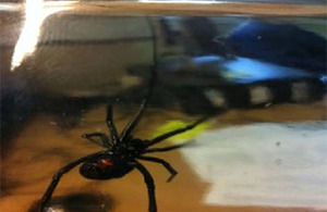 The female Black Widow spider discovered in a Sea King helicopter which had recently returned from El Centro in California