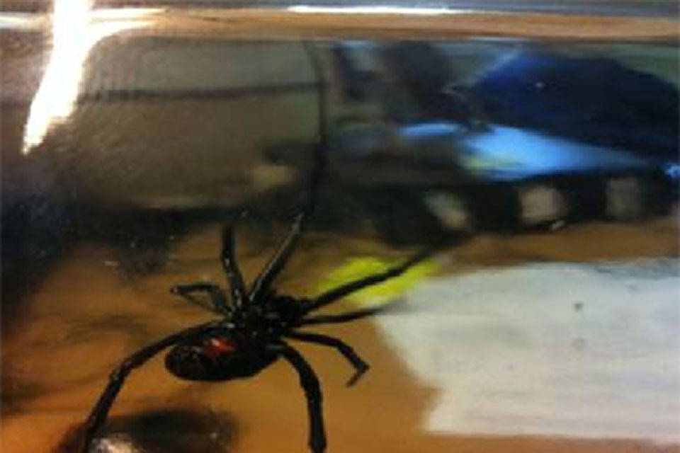 Navy engineers catch Black Widow spider in Sea King